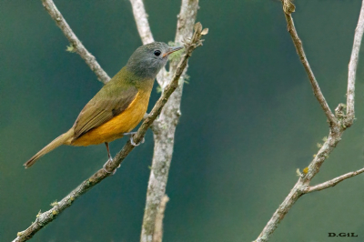 ABRE ASA DE CABEZA CINZA (Mionectes rufiventris)